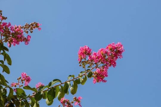Blooming pink Lagerstroemia crape myrtle tree branches reaching up against a clear blue sky in the Mediterranean. Fresh summer floral background, delicate petals, and sunny day nature.