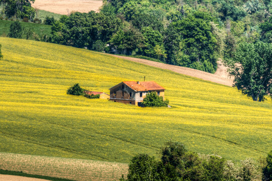 View of a rustic farmhouse nestled in a vibrant field of yellow flowers surrounded by rolling hills and lush trees in Francavilla d'Ete, Marche, Italy.