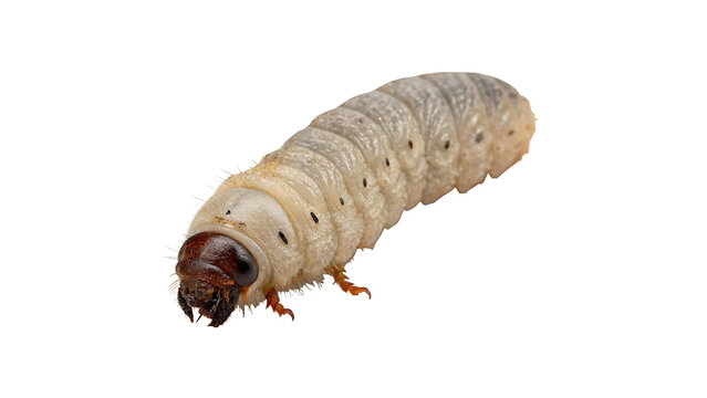 Pale white grub worm larva isolated on transparent background.