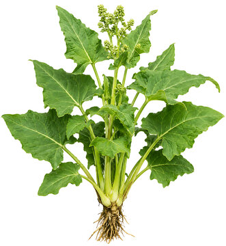 Good King Henry