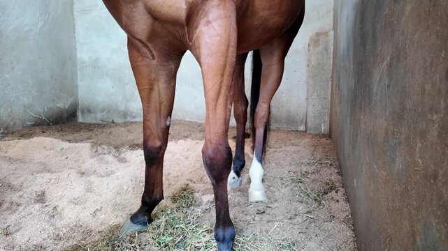 A Close Up View of the Front Legs of a Horse Standing in a Stable.