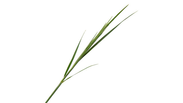 Thin green grass blades branch isolated on transparent background.