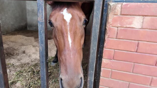 brown horse standing inside a stable looking at the camera.