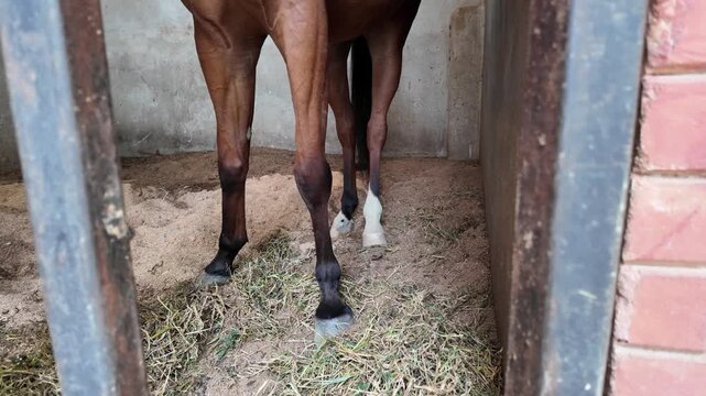 horse in the stable