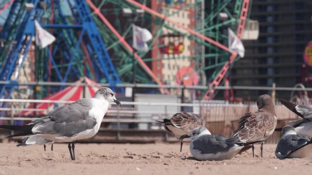 Seagull on Coney Island beach in Brooklyn, New York, United States. Boardwalk near retro luna park. Sea gull and amusement park on ocean coast. Waterfront summer holiday promenade in USA. Ferris wheel