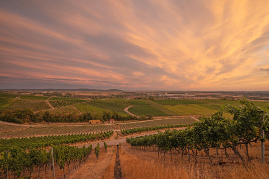20 August 2026, Panoramic view over vineyards looking towards the town at sunset in Iphofen, Bavaria, Germany.