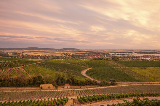 20 August 2026, Panoramic view over vineyards looking towards the town at sunset in Iphofen, Bavaria, Germany.