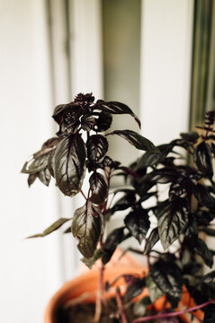 Dark basil growing in a pot