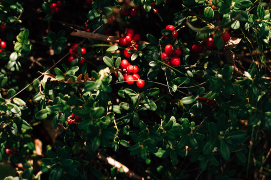 Ripe lingonberries on a bush