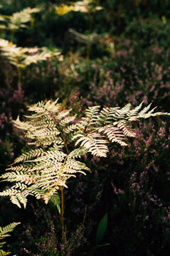 Fern in the forest in the sun