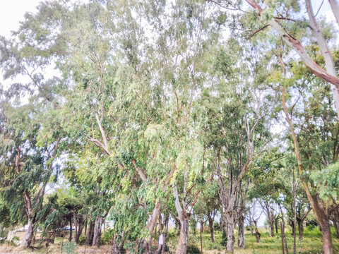 Tall eucalyptus trees with long thin green leaves stretch towards the bright sky creating a peaceful natural forest scene captured during a sunny afternoon day