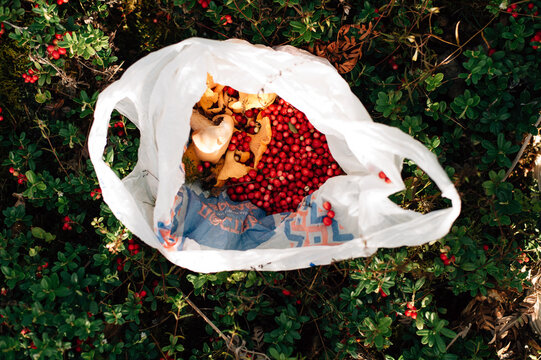 Chanterelle mushrooms and lingonberries in a bag