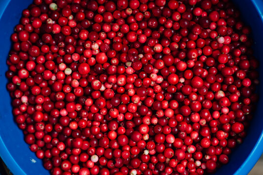 Fresh lingonberries close up, background