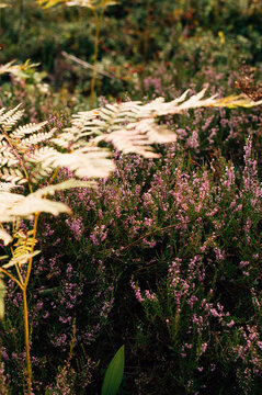 Close up of blooming heather