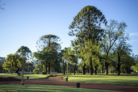 View of the lush green landscape of Palermo park with tall Araucaria trees, manicured lawns, and a dirt path under a clear blue sky in Buenos Aires, Buenos Aires, Argentina.