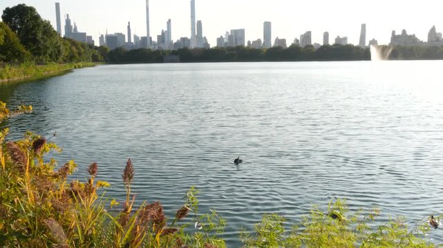 New York City skyline cityscape from Central Park, United States. Midtown skyscraper towers, building architecture and lake in summer. Duck in pond water of NYC park, USA. Kennedy Onassis Reservoir