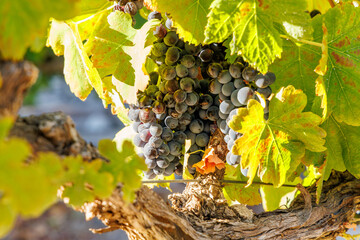 Fototapeta premium Ripe grapes on vine in South African vineyard