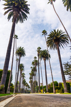 Tall palm trees and winding road in Beverly Hills