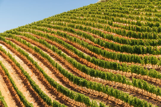 Sunlit vineyard rows in South Africa