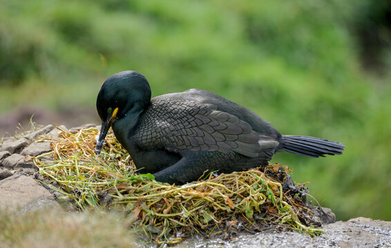 Cormoran hupp&eacute;,