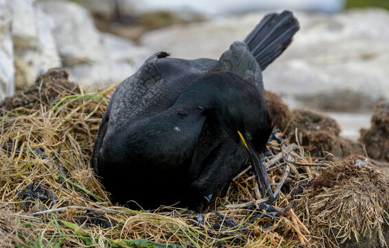 Cormoran hupp&eacute;,