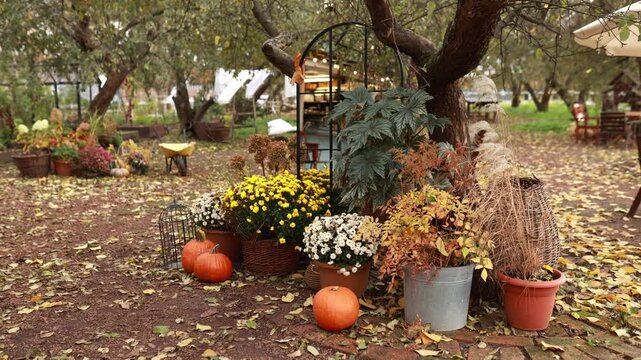 Autumn garden display with a large arched mirror, bright yellow chrysanthemums, orange pumpkins, and potted plants under a tree. Rustic fall decor with fallen leaves and cozy outdoor atmosphere.