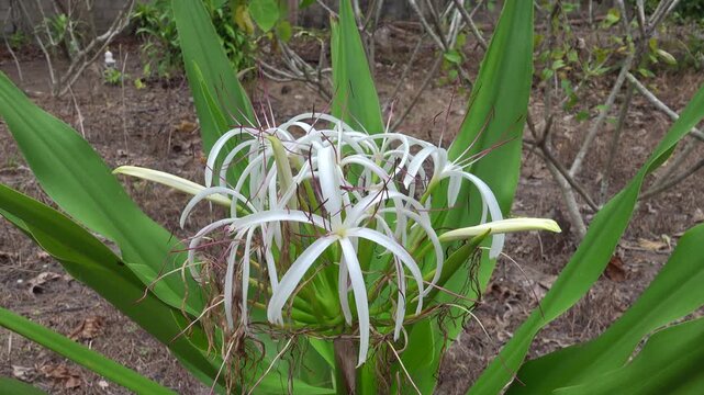 Crinum Lily flower. Lilly in Thailand