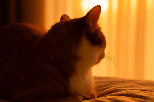 Cat in the dim light of sunset inside a dark room. Comfort and warmth. Peaceful home atmosphere and quiet relaxation create a cozy evening scene.
