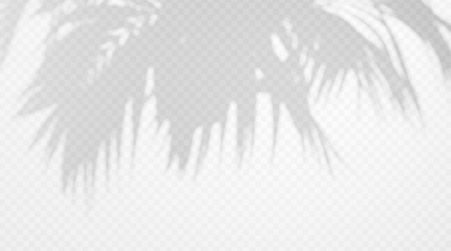 Palm tree frond shadow overlay on transparent background. Tropical plant silhouette with diffused light effect.