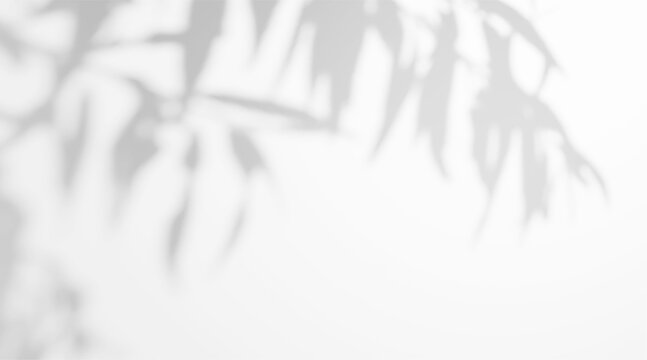 Shadow overlay from tree branch on a transparent background. Soft shade from foliage.