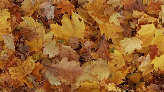 Top view of colorful yellow and brown fallen maple and oak leaves covering the ground. Autumn natural pattern background with golden fall foliage, leaf carpet texture, and seasonal nature scenery.