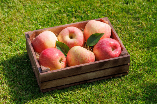 Fresh red apples in wooden crate on green grass