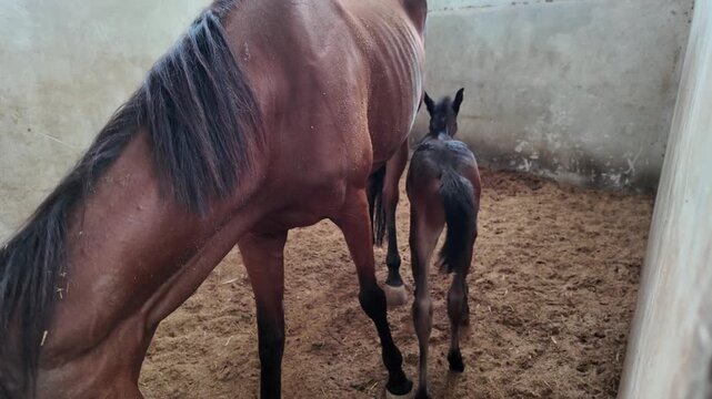 A brown mare and her cute newborn foal in a stable.