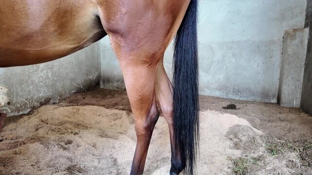 Close Up Shot Of Horse Hind Legs Showing Locking Stifle In Stable.