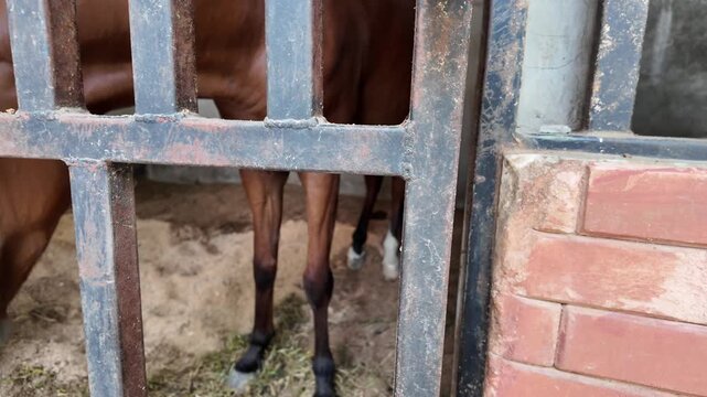Touching a brown horses head in a stable.