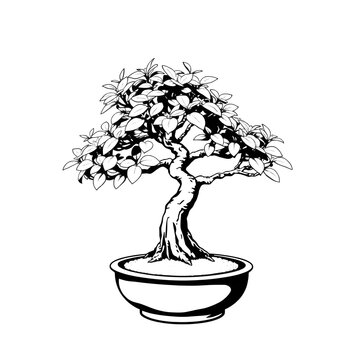 bonsai tree vector black and white illustration on isolated background