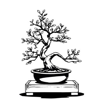 bonsai tree vector black and white illustration on isolated background