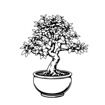 bonsai tree vector black and white illustration on isolated background