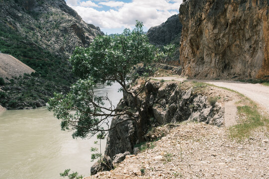 View of a dirt road winding along the steep rocky cliffs of the Euphrates River canyon with a lone tree growing on the edge in Kemaliye, Erzincan, Turkiye.