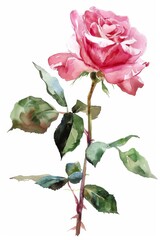 Fototapeta premium Beautiful pink rose with delicate petals and green leaves showcasing elegance in a watercolor painting style