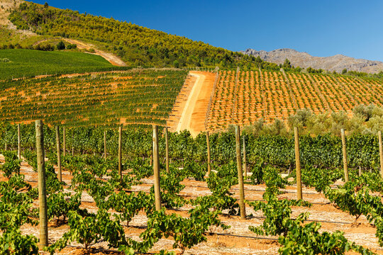 Sunlit vineyard rows with mountain backdrop