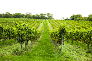 Vineyard rows in an autumnal countryside landscape, illustrating the depth and perspective of seasonal vineyard rows. © Volha