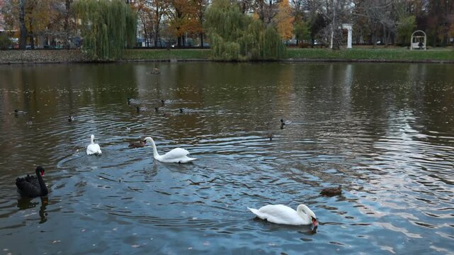 Graceful white swans floating on a park lake surrounded by wild ducks. Autumn park background with autumn foliage on trees, quiet ripples on water, nature wildlife scenery, and seasonal outdoor view.