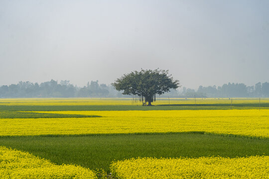 View of a large, solitary tree standing in the middle of a vibrant yellow mustard field under a soft, hazy sky in Bara Pangashi, Rajshahi Division, Bangladesh.