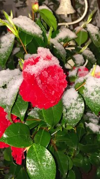 Camellia flowers covered with snow in a garden during winter