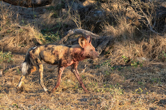 View of an African wild dog walking through the dry savanna brush in Khwai, North-West District, Botswana.