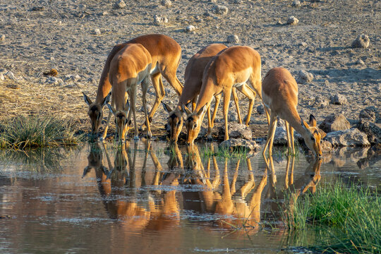 Impalas antelopes at a waterhole, water reflections, wildlife safari and game drive in Namibia, Africa