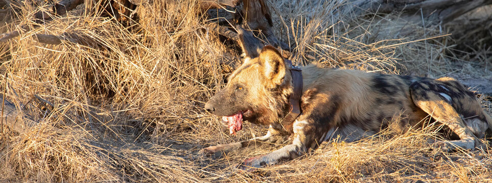 View of an African wild dog with a radio collar eating in the dry grass of the Khwai river region in Khwai, North-West District, Botswana.