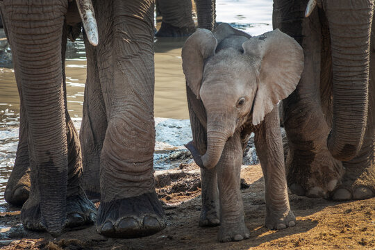 Elephant baby calf and mother legs, front view portrait in Etosha National Park, wildlife safari and game drive in Namibia, Africa