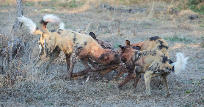View of a pack of African wild dogs feeding on prey in the dry savanna landscape of Khwai, North-West District, Botswana.